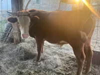 گاو نر, Simmental cattle — عکس 1