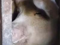 Babi betina, Дюрок — foto 3