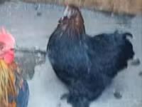 Chickens — 照片 1