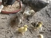 Ducks — عکس 6
