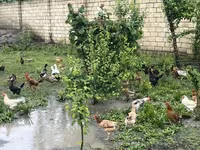 Chickens — foto 4