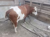 Mucca, Simmental cattle — foto 2