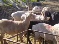 Koç, Rhon sheep — foto 1