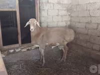 Berbec, Arashan sheep — foto 1
