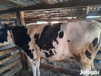 Lembu betina, Russian Black pied cattle — foto 1