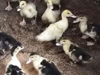 rață domestică Muscovy — foto 2