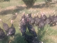 Turkeys — fotografija 4