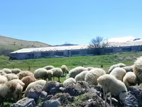بھیڑ, بھیڑیں — تصویر 1