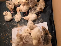 Turkeys — photo 1