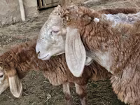 Beran, Arashan sheep — foto 2