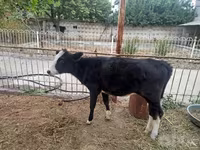 گاو و گوساله (گروه، جنسیت مشخص نشده), گاو — عکس 1