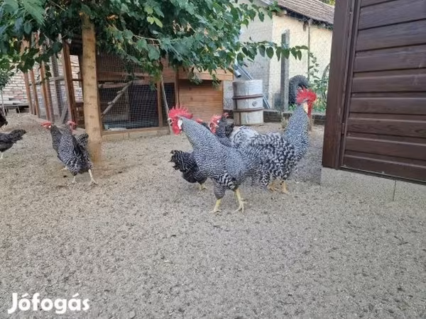 Chickens
