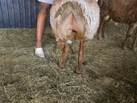 Widder, Arashan sheep — Foto 3