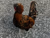 Chickens — عکس 3