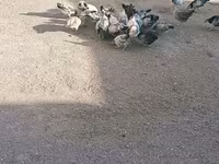 Chickens — Foto 3