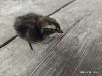 Quails — foto 4
