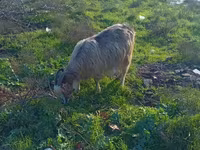 Vædder, Får — foto 3