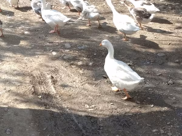 Geese