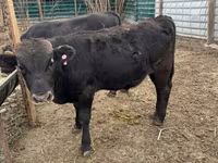 황소, Swiss cattle — 사진 6
