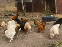 Chickens — foto 1