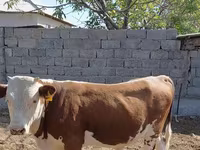 公牛, Swiss cattle — 照片 1
