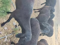 Хуц, Rhon sheep — 4 зураг