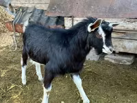 숫염소, Alpine goat — 사진 1