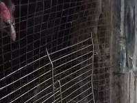 Chickens — عکس 8