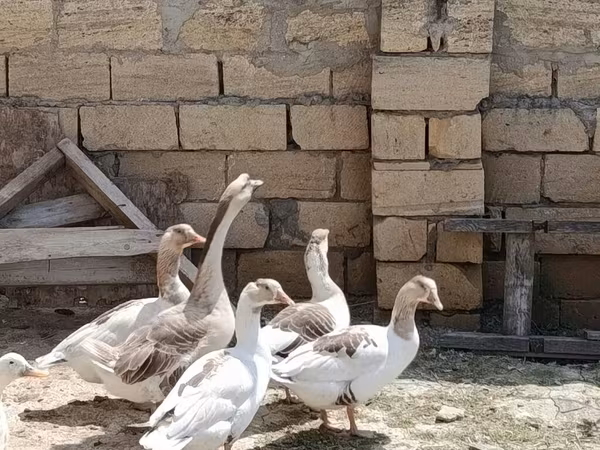 Geese