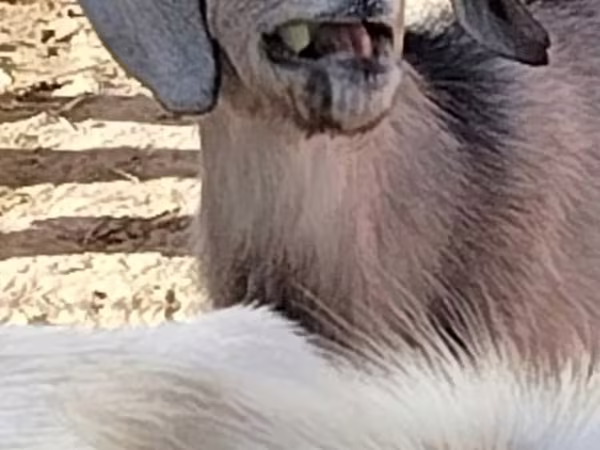 Oğlak, Alpine goat