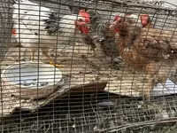 Chickens — foto 2