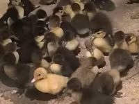 Ducks — عکس 1