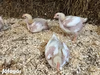Chickens — 사진 2