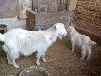 Kambing betina, Goats — foto 3
