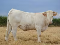 Ko, Charolais cattle — foto 6