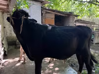 Toro, Bovini — foto 4
