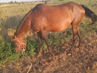 Iapă, Cai — foto 1