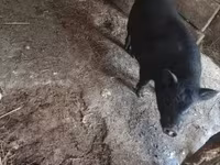 Babi hutan, Pigs — foto 4