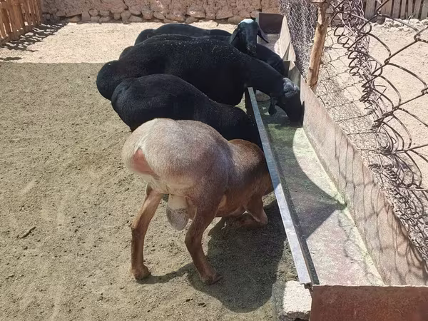 كبش, Rhon sheep