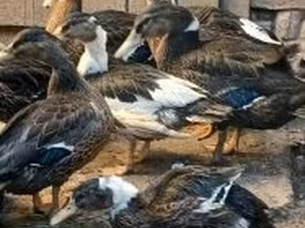 Ducks — Hungary