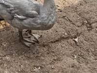Ducks — عکس 3
