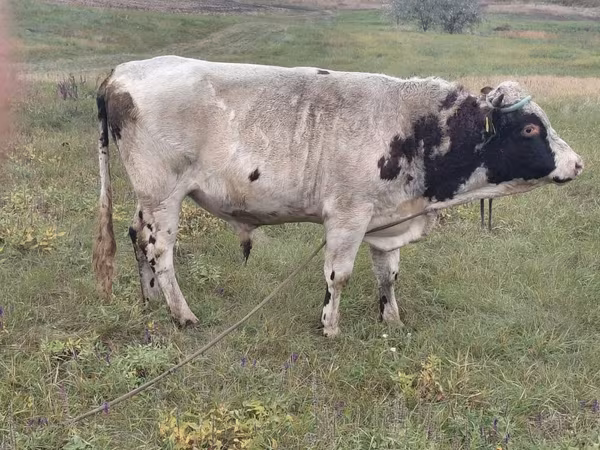 Bull, Simmental cattle