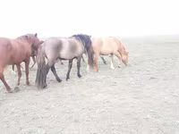 Koń, Mugalzhar horse — zdjęcie 3
