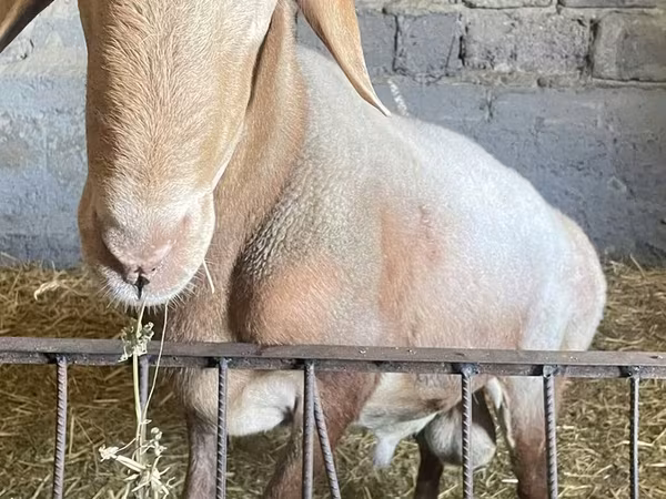 Ram, Arashan sheep — Kyrgyzstan