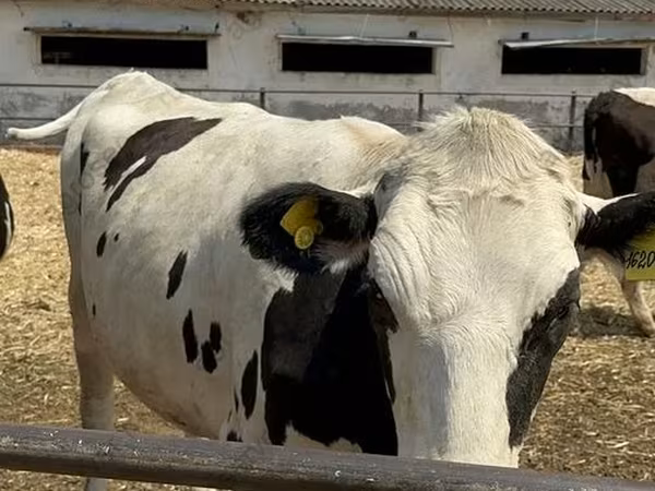 Vaca, Raza Holstein