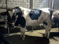 Býk, Simmental cattle — foto 6