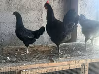 Chickens — sawirka 3