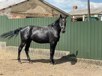 Horse (M), Nonius horse — photo 4
