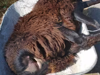 Domba jantan, Edilbay sheep — foto 3