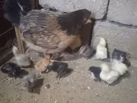 Chickens — รูปภาพ 2